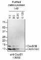 CsoS1A/B/C | Major carboxysome shell protein 1A, AB, 1C